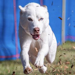 Artemis - Siberian Husky
