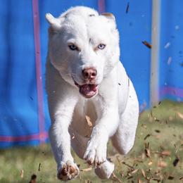 Artemis - Siberian Husky