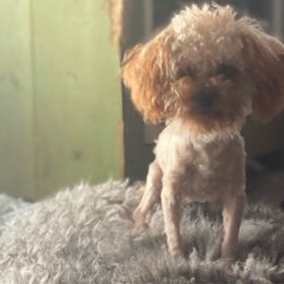 Little bitt - Poodle puppy in Taylorsville, North Carolina from SilverLining highlands and hounds