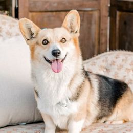 Reba - Pembroke Welsh Corgi