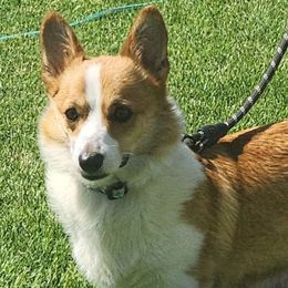 Dolly - Pembroke Welsh Corgi