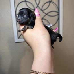 Aro - Orange sable male Pomeranian puppy in Phoenix, Arizona from Luxpomz