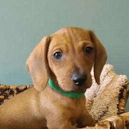 Green Collar - Red male Dachshund puppy in Greenbrier, Tennessee from Dry Creek Dachshunds