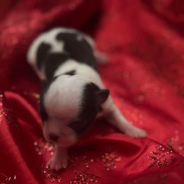 Tinsel - Black and white female Chihuahua puppy in Breese, Illinois from Casey's Chihuahuas and mini Dachshunds