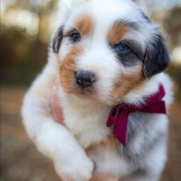 Holly - Blue merle female Australian Shepherd puppy in Georgetown, Texas from River Reign Australian Shepherds