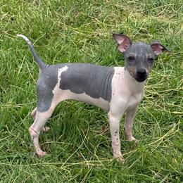 Nebula - Black tan and white female American Hairless Terrier puppy in Buckingham, Illinois from Gaus Hof