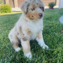 Zion - Red merle male Australian Shepherd puppy in Mantua, Utah from Rocky Mountain Aussies