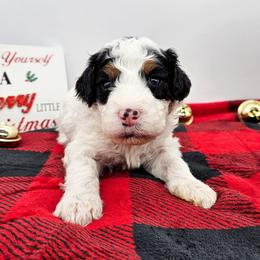 Parsley - Black and white male Bernedoodle puppy in Granton, Wisconsin from Rose River Farms