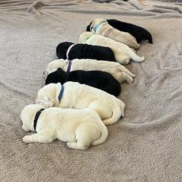 Labrador Retriever puppies from Swatara Creek Labradors LLC
