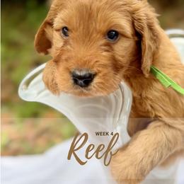 Goldendoodle Puppies from Ruby Pupper Doodles