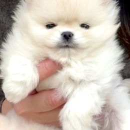 Pomeranian Puppies from Bon Bon Poms