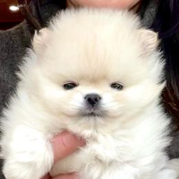 Pomeranian Puppies from Bon Bon Poms