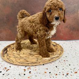 Mochi - Red and white male Cockapoo puppy in Beresford, South Dakota from DAKOTA DOOD RANCH