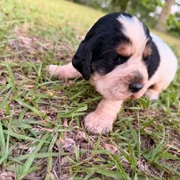 Girl 2 - Black white and tan female English Springer Spaniel puppy in Bonifay, Florida from Sherrouse English Springer Spaniels