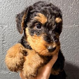 Brown aka Rocky - Black and tan male Airedale Terrier puppy in Mooresville, North Carolina from Farm 55