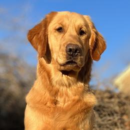 Hazel - Golden Retriever