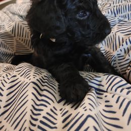 Riley - Goldendoodle puppy in Salem, Alabama from Oddles Of Doodles