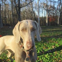 Weimaraner All Grown Up from Zana Schepis's Weimaraners