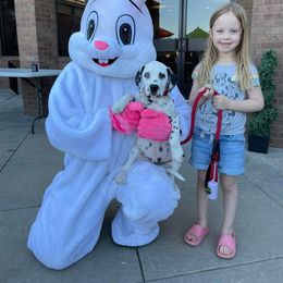 Basset Hound and Dalmatian Puppies from Lazy B Bassets and Dalmatians
