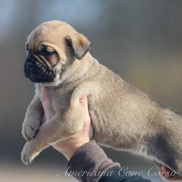 Onyx - Fawn female Cane Corso puppy in Cable, Ohio from Americana Cane Corso