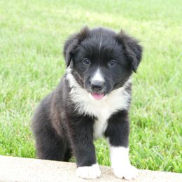Boy 5 - Blue - Black and white male English Shepherd puppy in California, Missouri from Oerly's English Shepherds