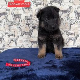 Aster - Black and red male German Shepherd puppy in New Cambria, Missouri from Des Hausraben Shepherds
