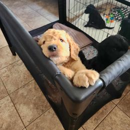 Goldendoodle Puppies from Hadie's Doodles