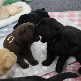 Labrador Retriever Puppies from Ashland Labradors