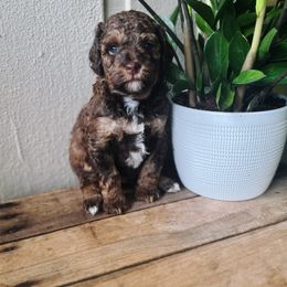 Bernedoodle and Poodle Puppies from Orange Blossom Poodles & Doodles