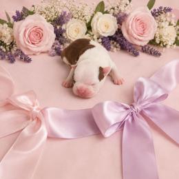 Red girl - Red female Boston Terrier puppy in San Antonio, Texas from JT Bostons