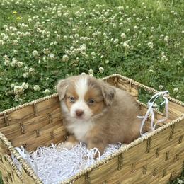 Miniature Australian Shepherd Puppies from Frazier Fluff & CO.