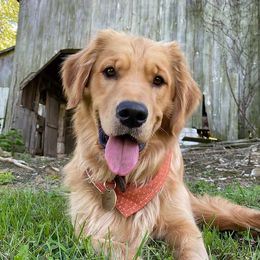 Grace - Golden Retriever