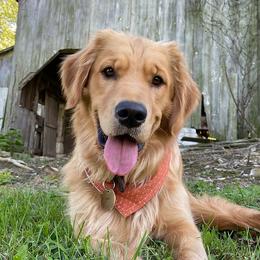 Grace - Golden Retriever