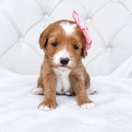Bretagne - Red  female Goldendoodle puppy in Sterling, Illinois from Charley's Goldendoodles