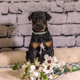 Sky Blue - Black and rust female Doberman Pinscher puppy in Shelby, North Carolina from IronBee Dobermans