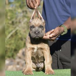 Boy 2 - Gray and fawn male Cane Corso puppy in Willis, Texas from Royal Guardian Cane Corso