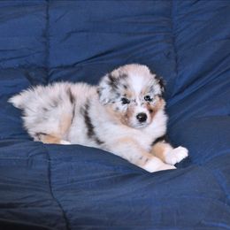 Freckles - Blue merle male Australian Shepherd puppy in Courtland, Alabama from 5R Farms