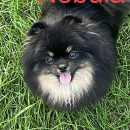 Nebula - Pomeranian