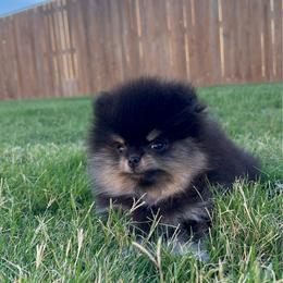 Boy 3 - Black and tan male Pomeranian puppy in Abilene, Texas from Blessedpoms