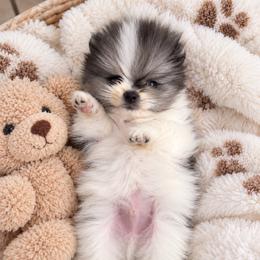 Vegas - Blue merle male Pomeranian puppy in Las Vegas, Nevada from Ice City Pomeranians