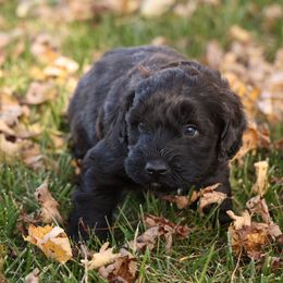 Riley - Black male Whoodle puppy in West Bend, Iowa from Blue Skies Terriers