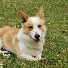 Cardigan Welsh Corgis from Southpaw Farms Corgis