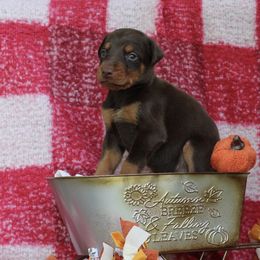 Girl 2 - Red and rust female Doberman Pinscher puppy in Williamston, Sc, South Carolina from Dutton Dog Co & Dalla Grazia Doberman