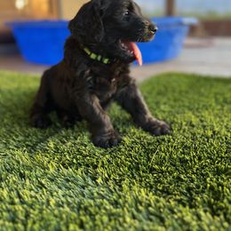Assorted Doodle Crosses Puppies from Golden Mountain Doodles