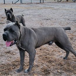Apollo - Cane Corso