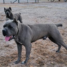 Apollo - Cane Corso