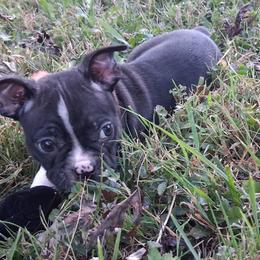 Newt - Black brindle and white male Boston Terrier puppy in Smallett, Missouri from B's Bostons