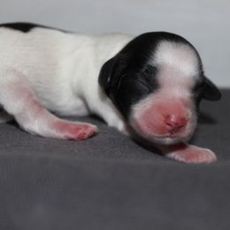 Libby - Black and white female Cavapoo puppy in Arkansas from Brew House