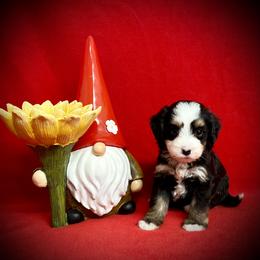 Bernedoodle Puppies from Colorful-K9'S