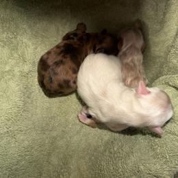 Shihpoo puppies from Enchanting Puppies
